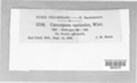 Pseudocercospora variicolor image